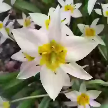 Turkestanica